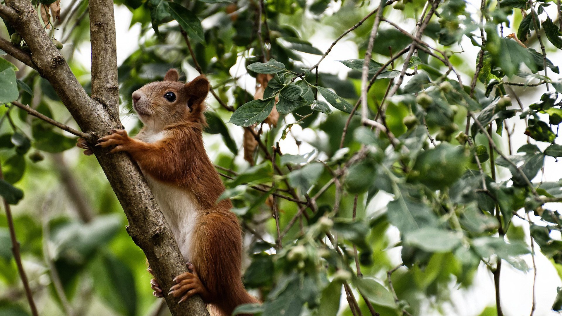 从大国外交到绿茵规则,当瑞典压制挪威遇见姆巴佩成为关键先生
