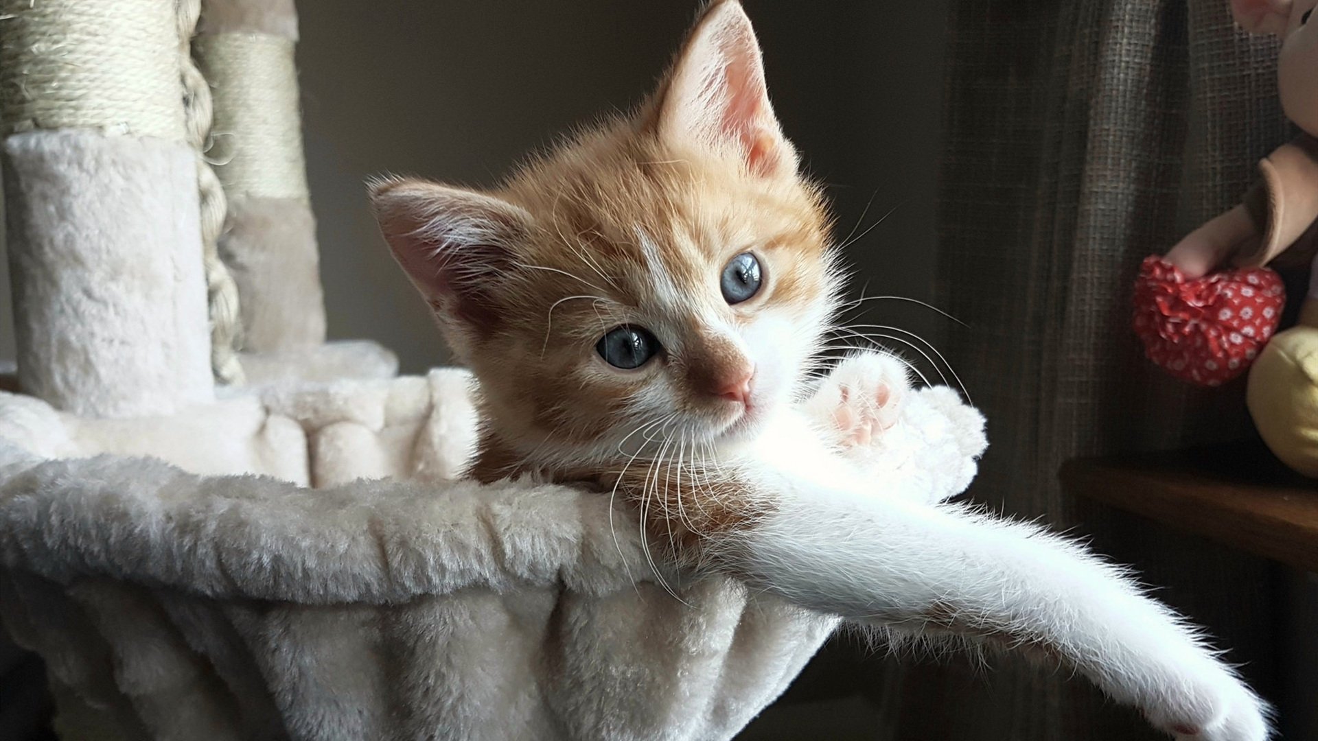 诸神的黄昏，当欧文以独行侠之名提前终结太阳