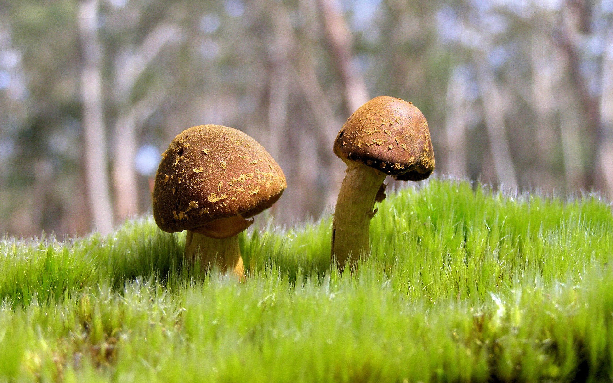 平行宇宙的交叉点，当马里拿下瑞典，内马尔在NBA季后赛接管比赛