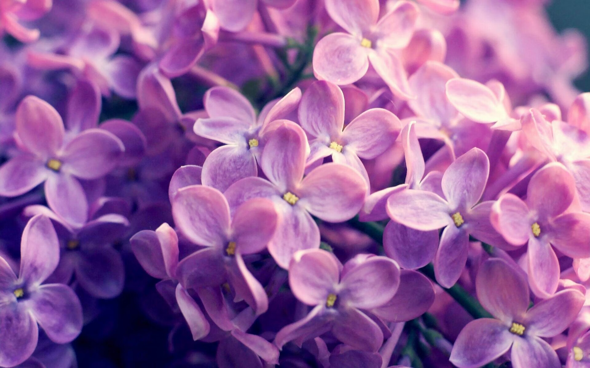 赛场寒冰，当福克斯的防守化为无形之锁