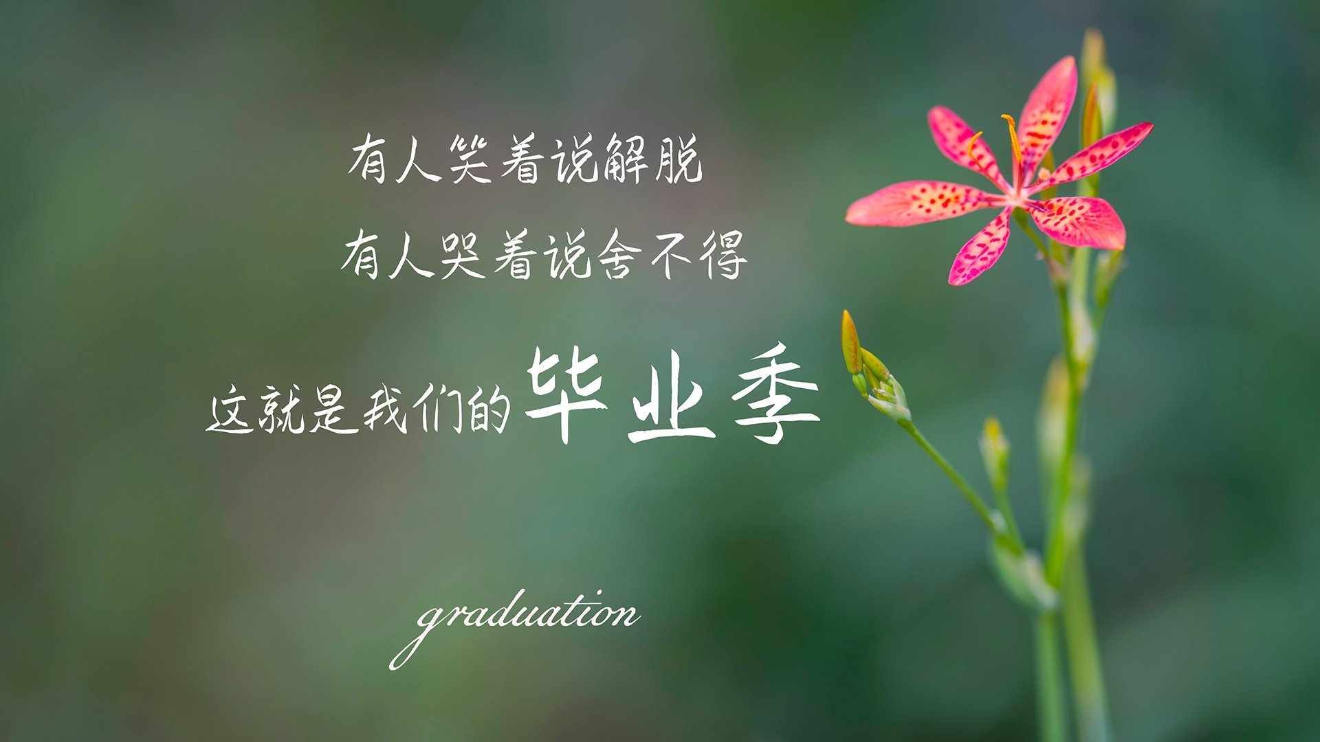 昔日配角今称王，布伦森克旧主显锋芒