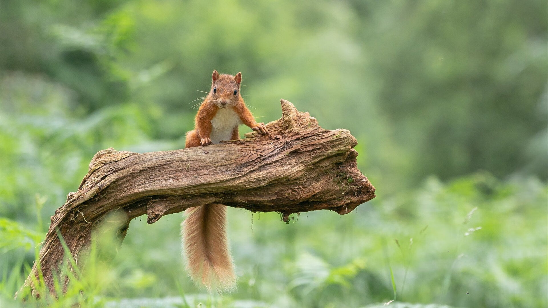 卢卡库关键一击定江山，拜仁终结挪威黑马传奇