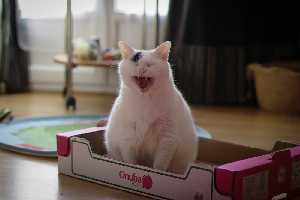 暗夜追猎，拉文如何以持续杀伤改写F1年度争冠之夜