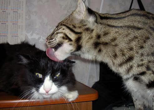 暗夜追猎，拉文如何以持续杀伤改写F1年度争冠之夜