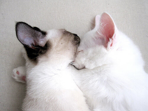 在时间的废墟中炼金,罗德里终场哨响前的自我救赎