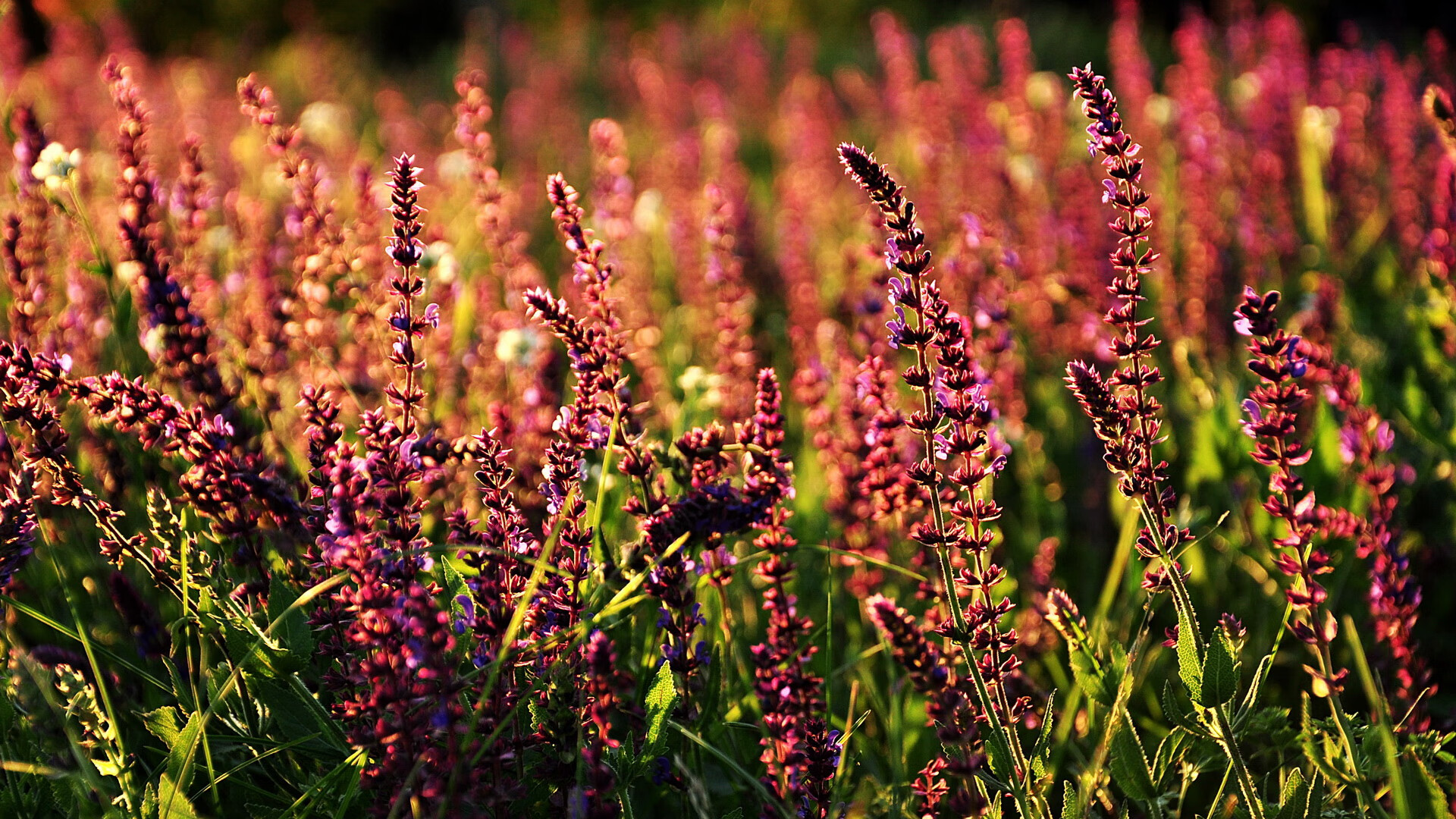 点球鏖战，葡萄牙门将拉亚导演的唯一性逆袭