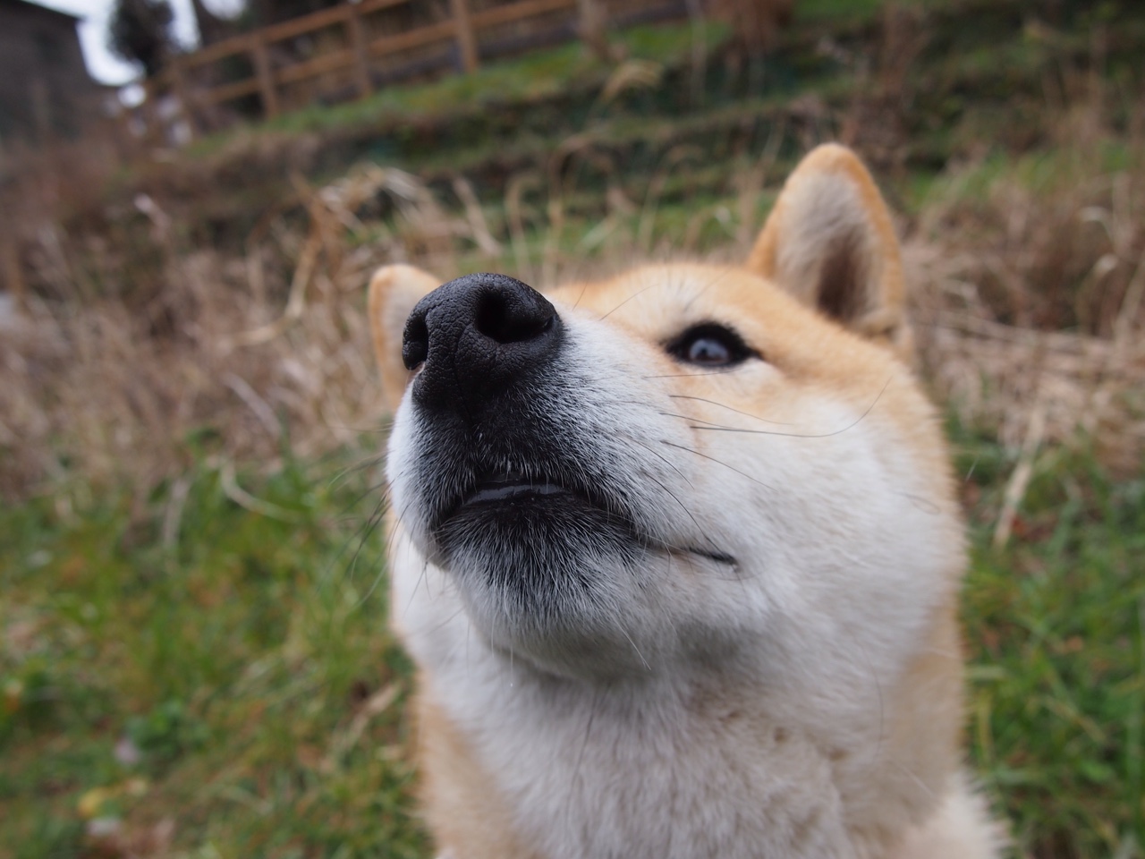 幽灵骑士，切特·霍姆格伦如何在季后赛收割公牛