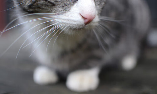 跨越太平洋的呼应，孤胆英雄的唯一性叙事