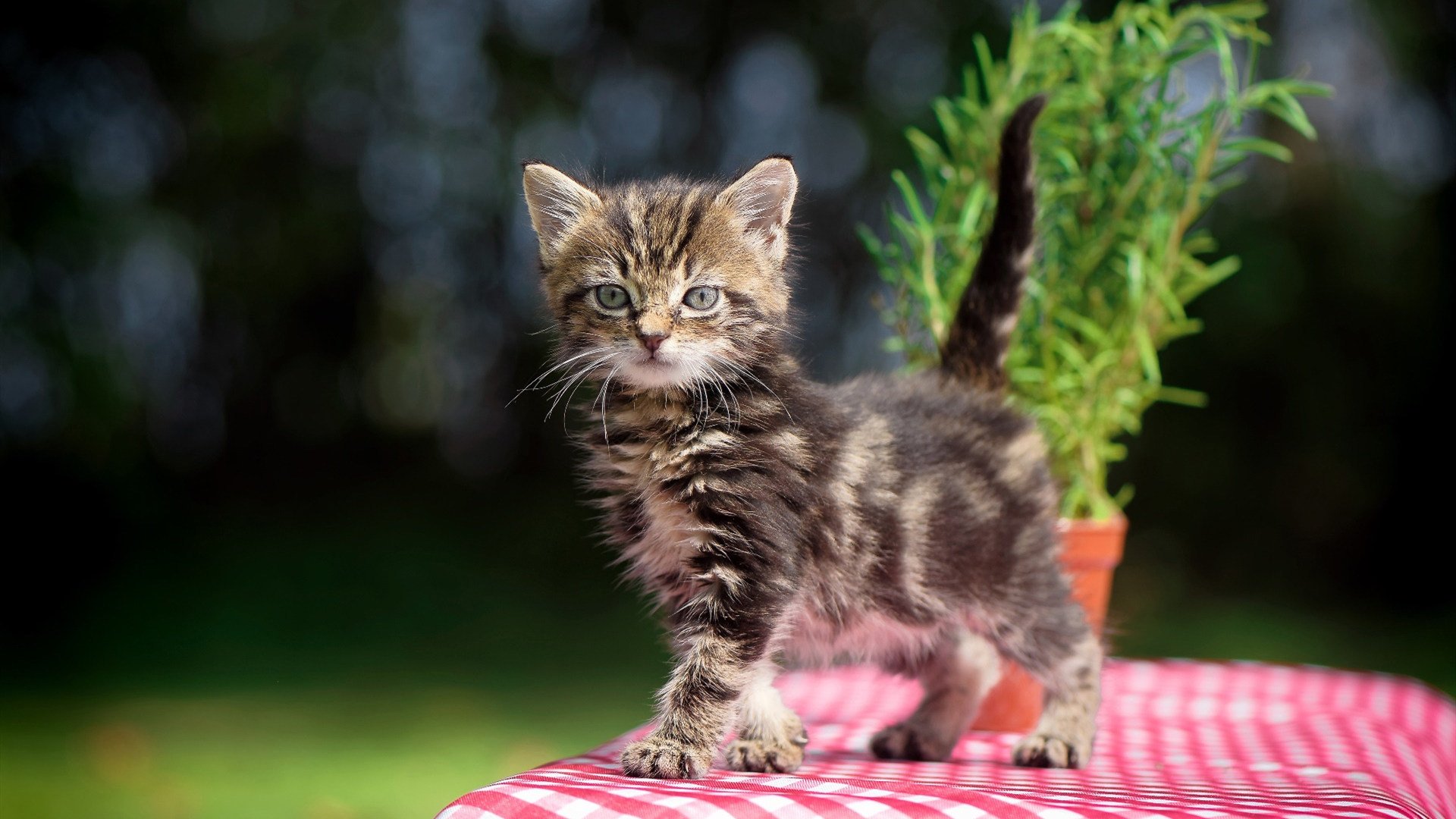 风暴过后，谁人记得巨兽的咆哮，上海末节狂澜淹没辽宁，锡安全场统治唯留悲歌