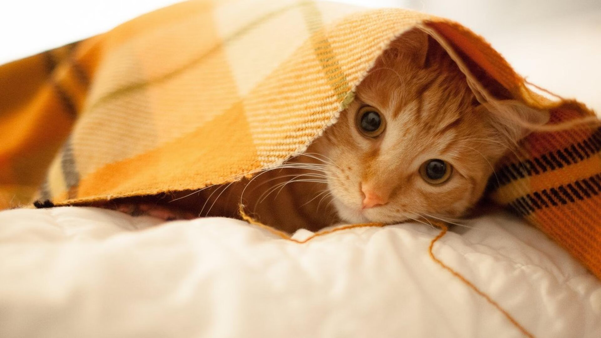 冰火对决，唯一棋局，广厦突围广东，布伦森投下最后一子