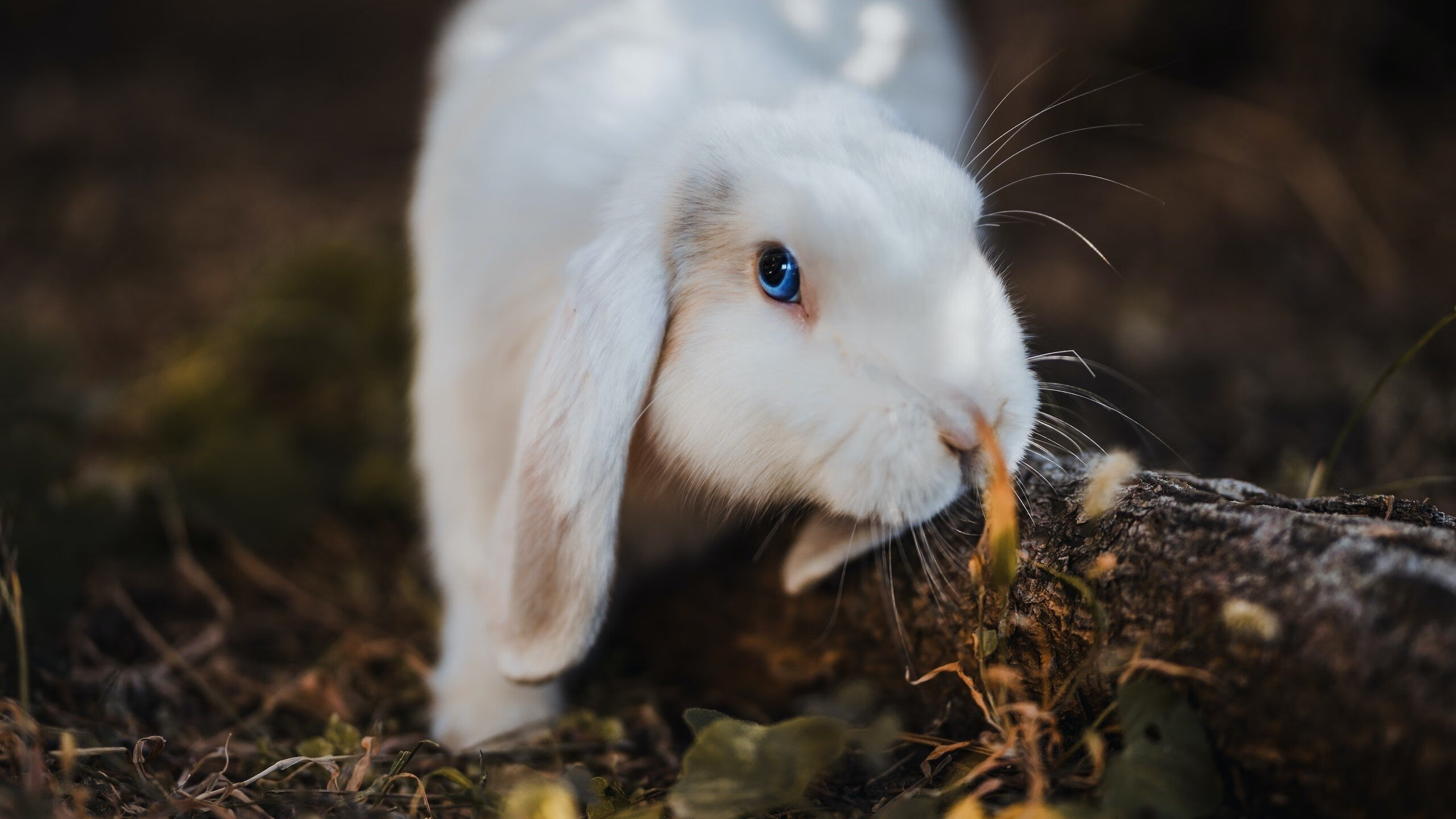 刺刀与胭脂，当布雷默在街道赛之夜刺穿极限