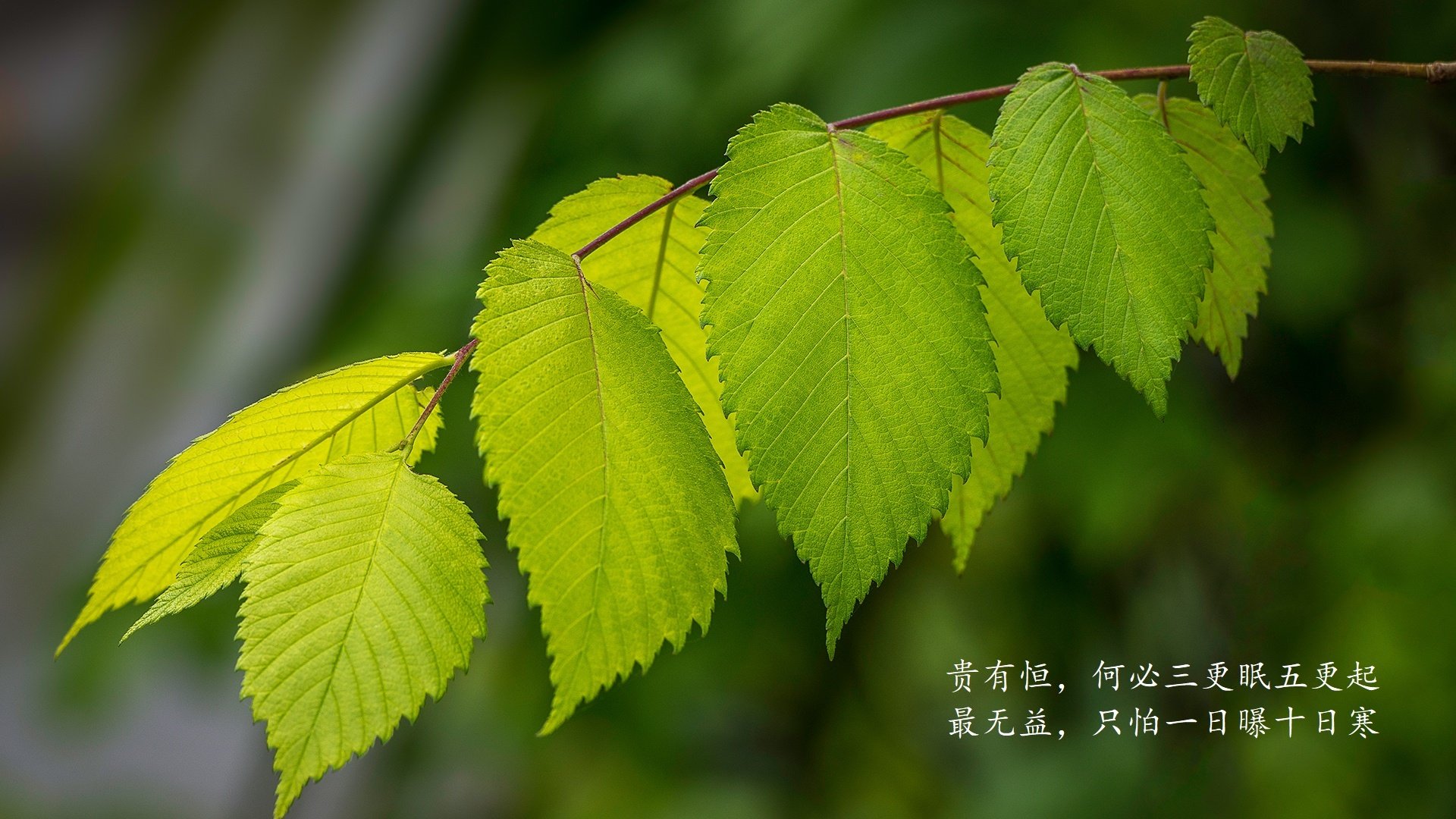 北极光下的暗影，当热带风暴颠覆北欧童话，穆西亚拉的独角戏为何成绝唱？