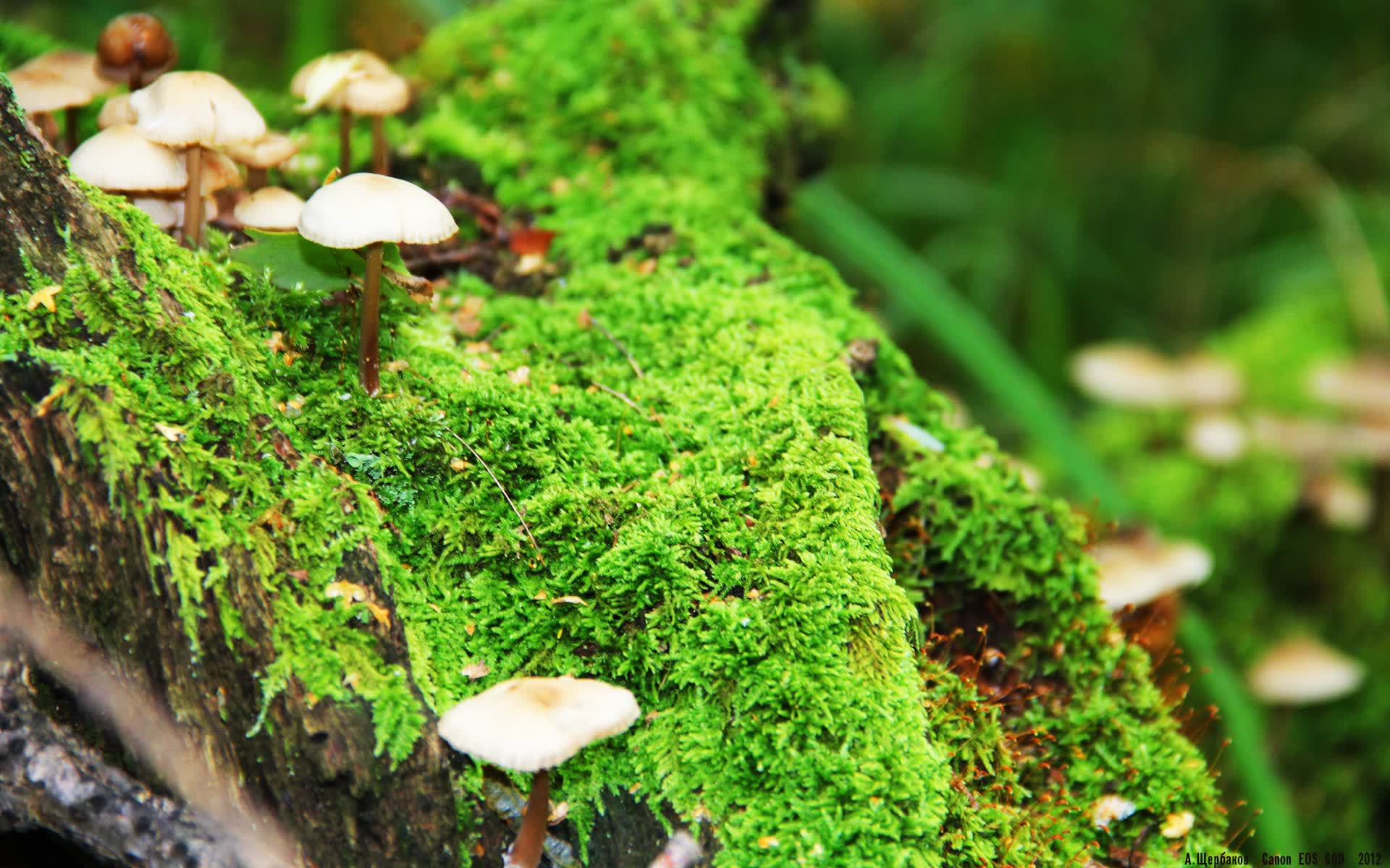 组合非常有趣，充满了戏剧张力和超越现实的矛盾感。它要求我们用一种架空历史或平行宇宙的视角，去构建一个唯一且自洽的故事